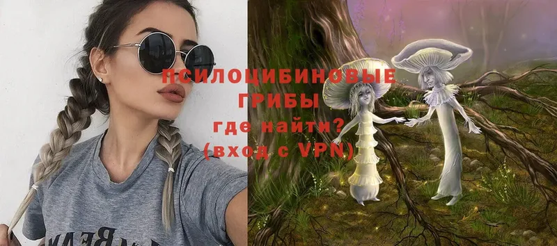 где можно купить   Пушкино  Галлюциногенные грибы Magic Shrooms 