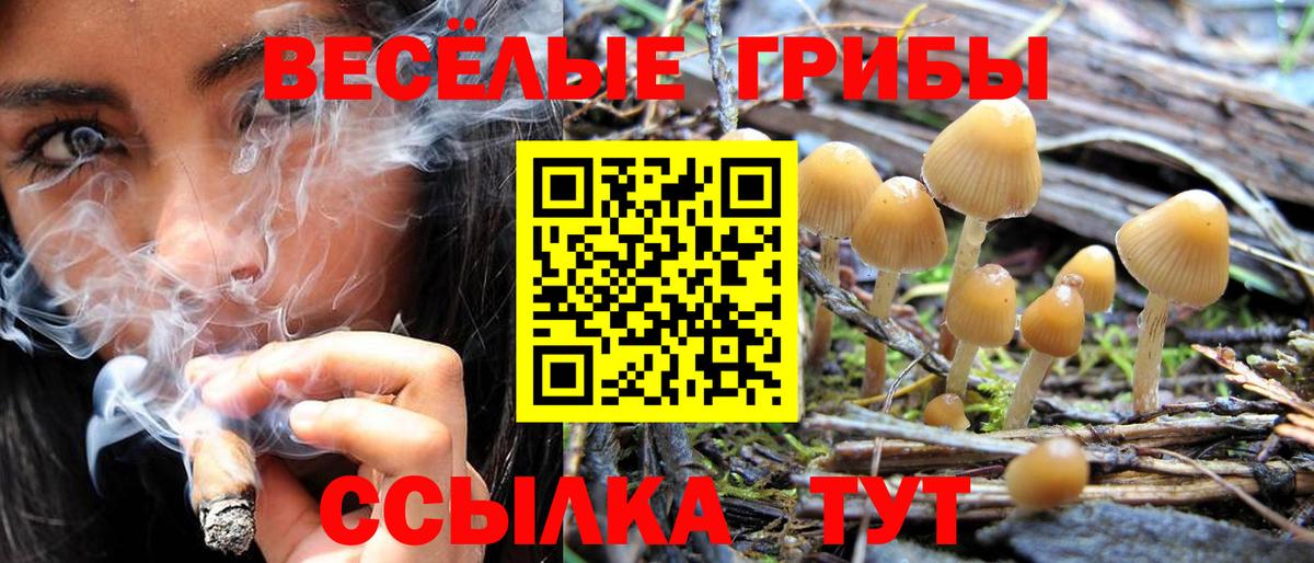 Галлюциногенные грибы Cubensis Пушкино